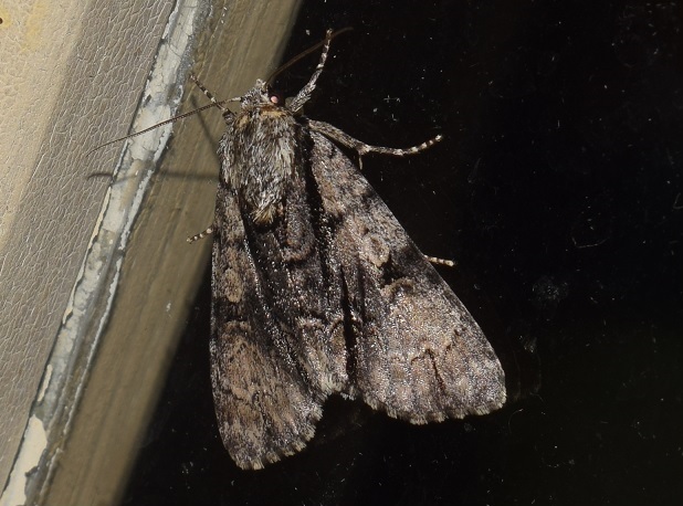 Acronicta alni? S !